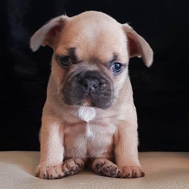 Caramel Fudge